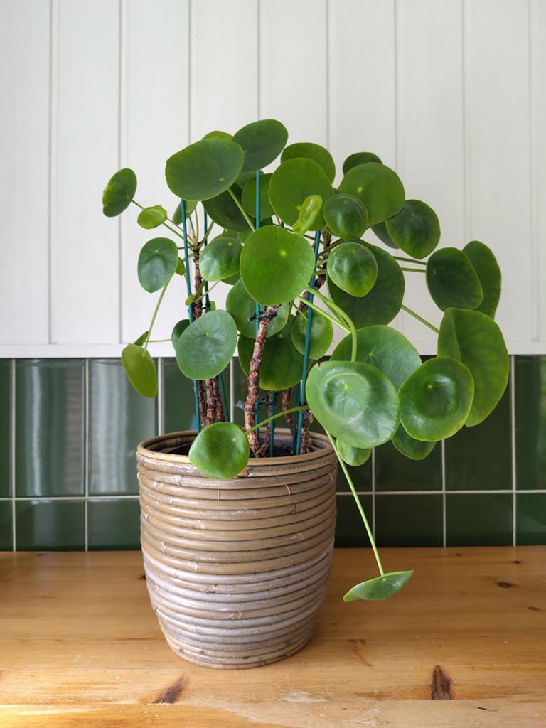 Pannenkoekenplant, Ophalen, Vetplant, Halfschaduw, In pot