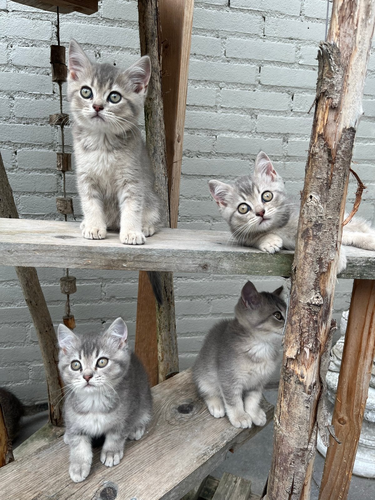 Britse korthaar kittens, Meerdere dieren