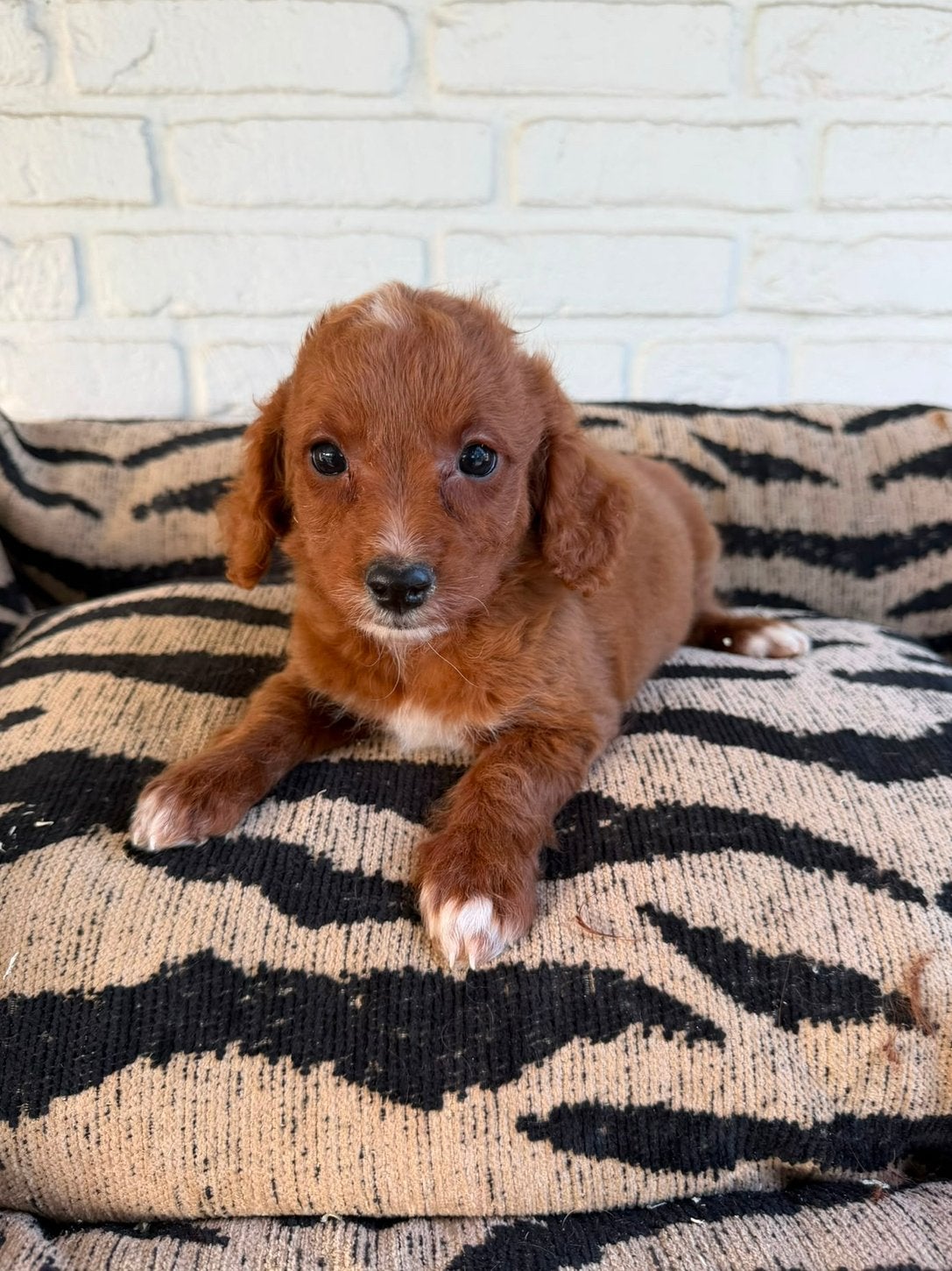 Cavapoo pups, Parvo, Nederland, Overige rassen, 8 tot 15 weken