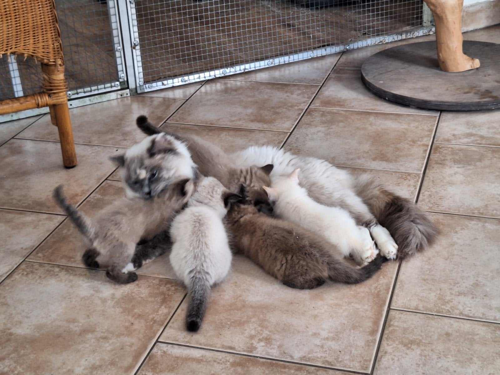 Lieve en kleurrijke Ragdoll kittens, Meerdere dieren, Gechipt