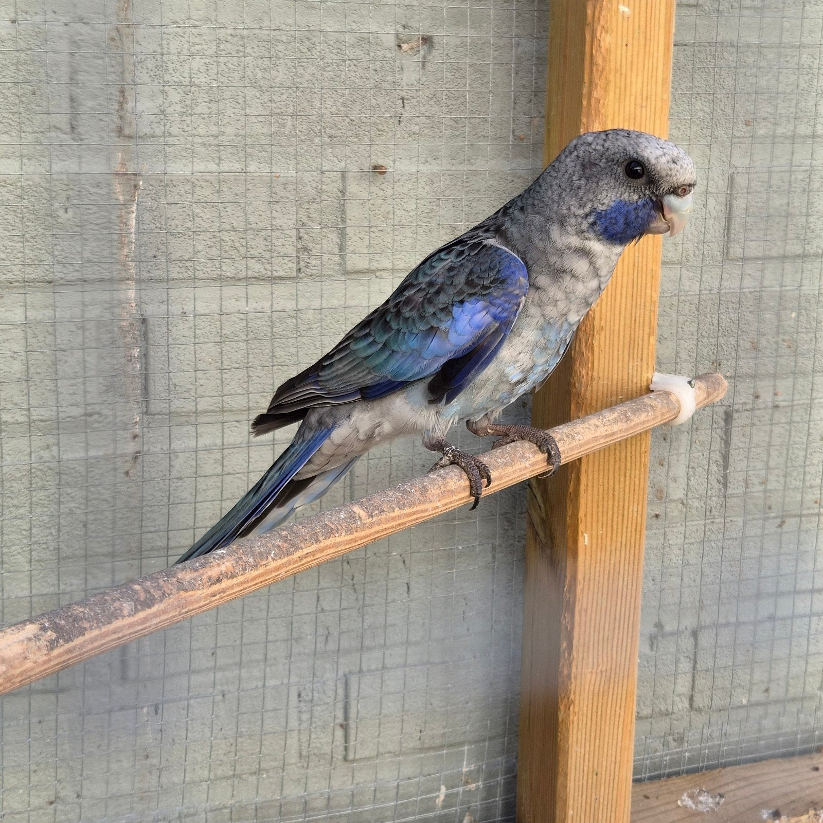 pennant rosella jong, Dieren en Toebehoren
