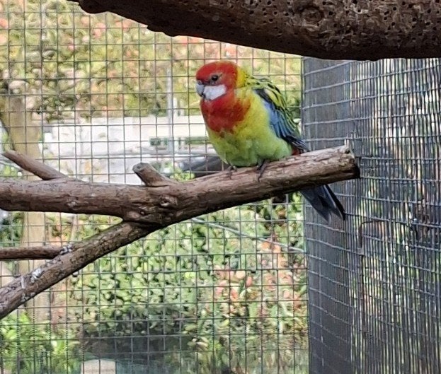 Koppel Pracht Rosella's, Dieren en Toebehoren, Meerdere dieren, Parkiet, Geringd
