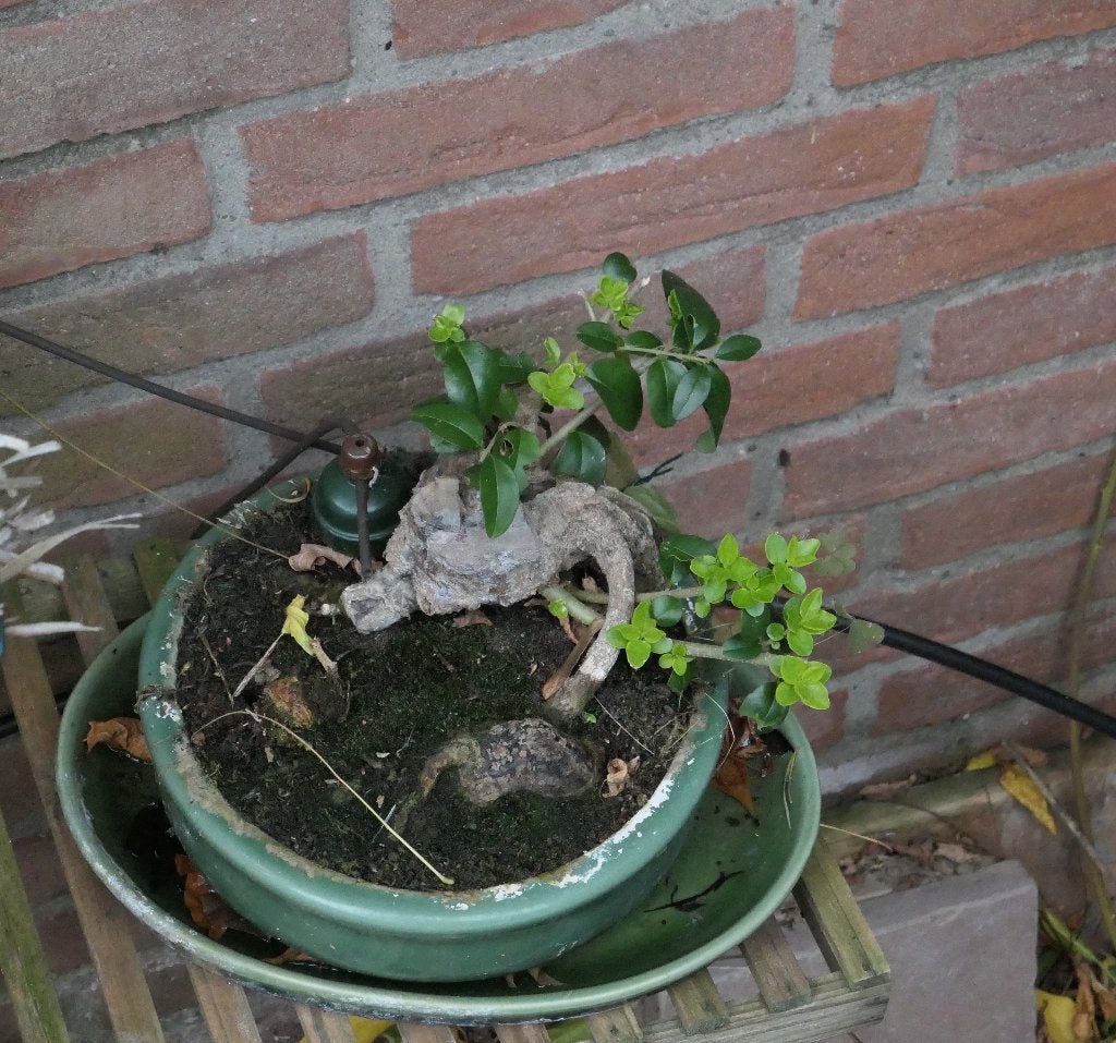 Liguster bonsai, Ophalen, Liguster, Struik, Minder dan 100 cm