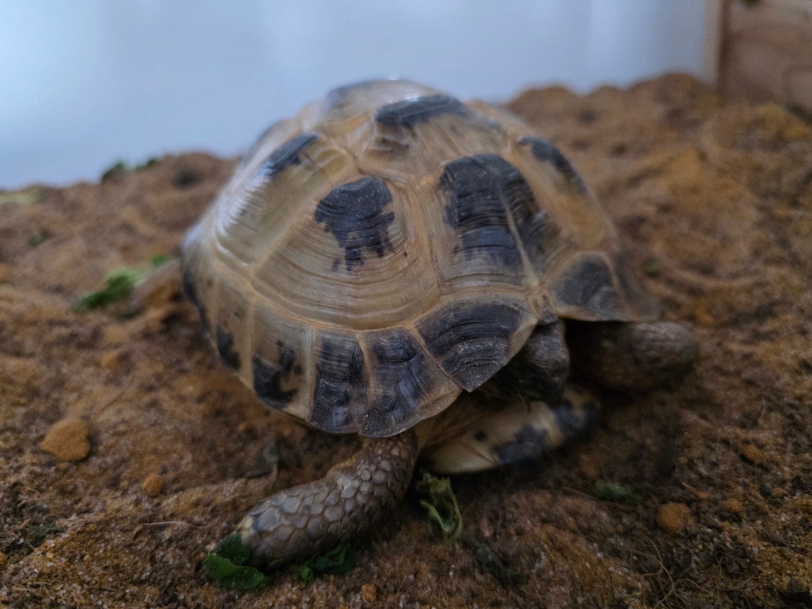 Russische vierteenschildpad, Schildpad, 3 tot 6 jaar