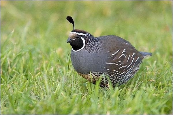 Californische kuifkwartel, Mannelijk, Tropenvogel, Geringd