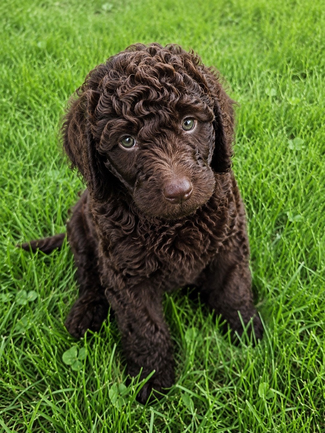 mini Labradoodle-puppy's, Dieren en Toebehoren, Parvo, Overige rassen, 8 tot 15 weken, Meerdere
