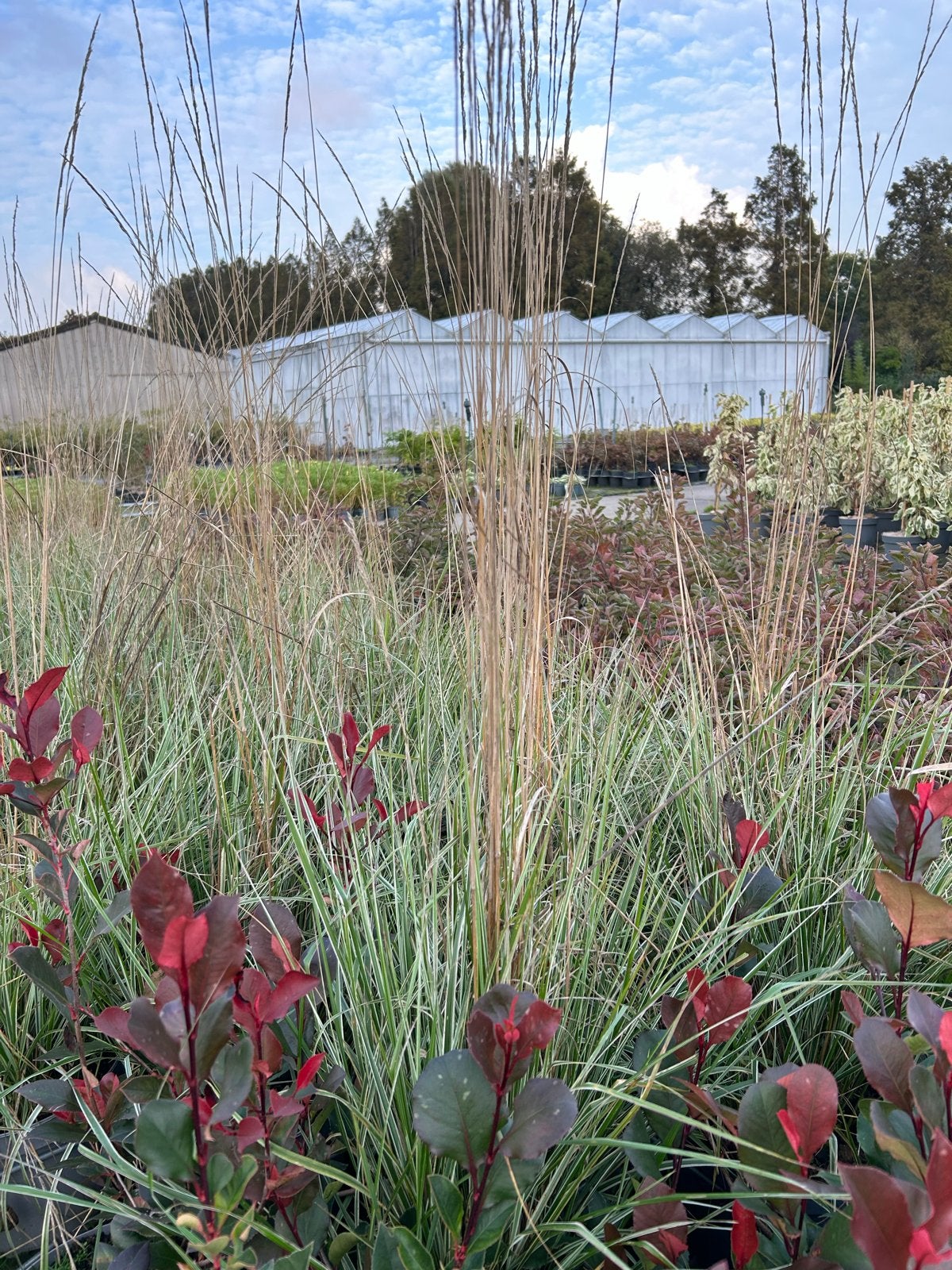 Calamagrostis acutiflora 'Overdam' - Siergras, Tuin en Terras, Ophalen, Volle zon, Vaste plant, Siergrassen