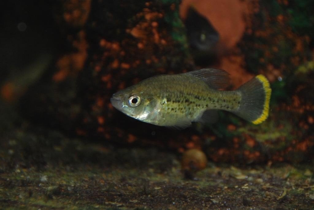 Zeldzame Chapalichthys Pardalis halfvolwassen eigen kweek, Vis