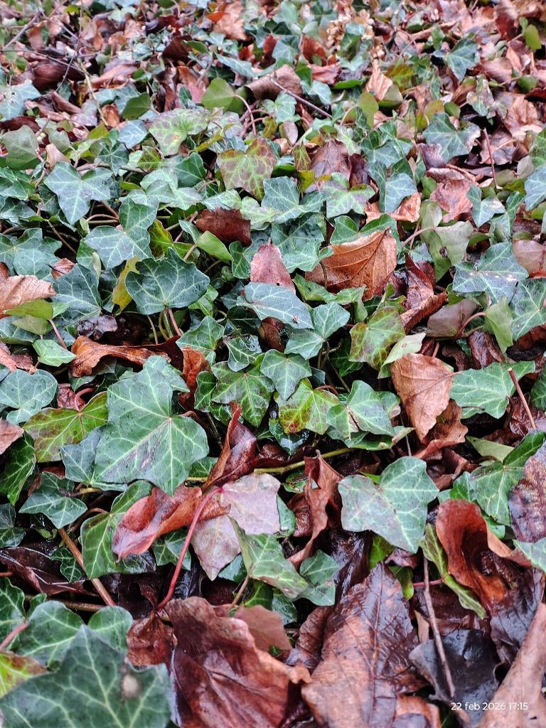 Hedera, klimop tuinplant, klimplant, bodembedekker, Ophalen, Vaste plant, Halfschaduw, Klimplanten