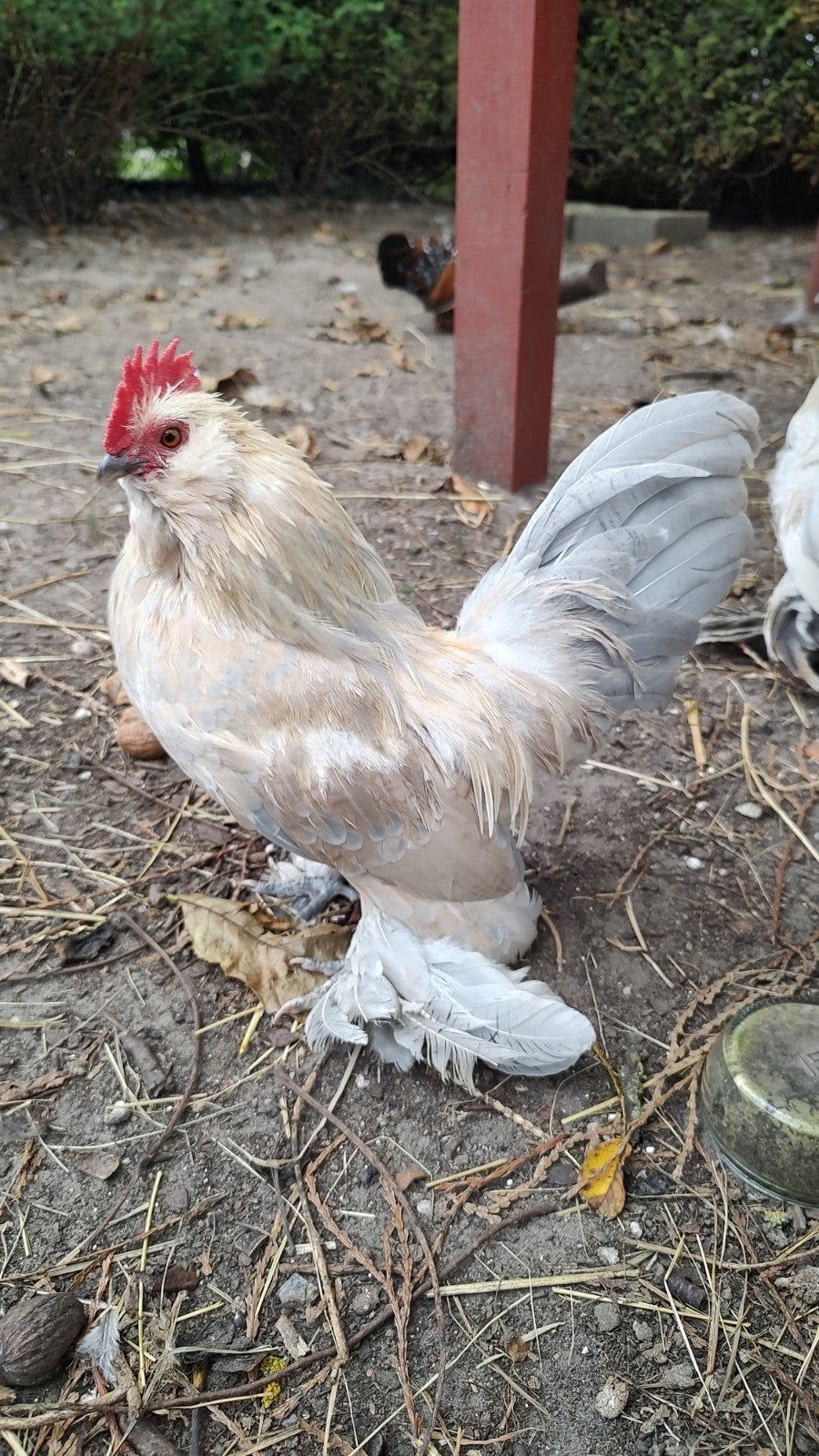 4 ukkelse baardkriel hanen, Dieren en Toebehoren, Mannelijk, Kip