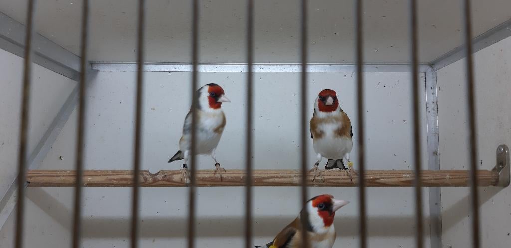 XXL PUTTER MANNEN, Dieren en Toebehoren, Vogels | Overige Vogels, Mannelijk, Wildzangvogel, Geringd