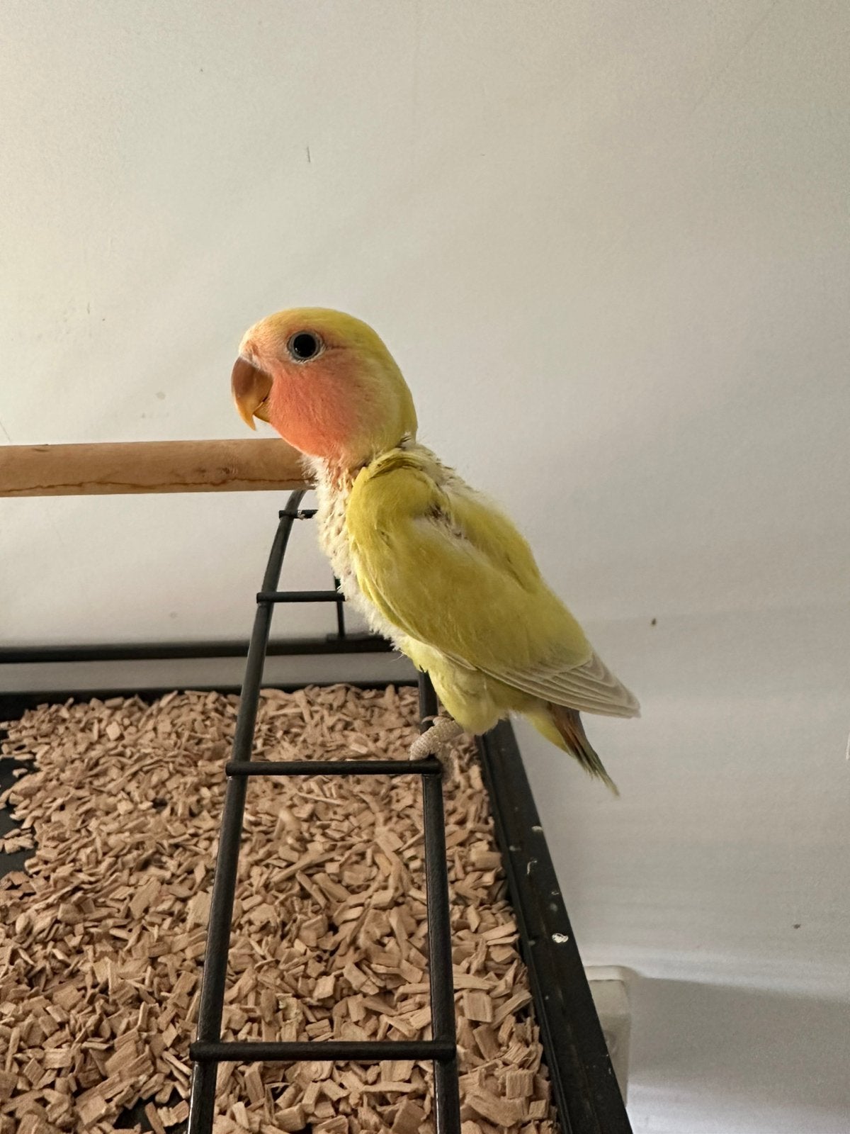 Jonge agapornissen, Geslacht onbekend, Dwergpapegaai of Agapornis