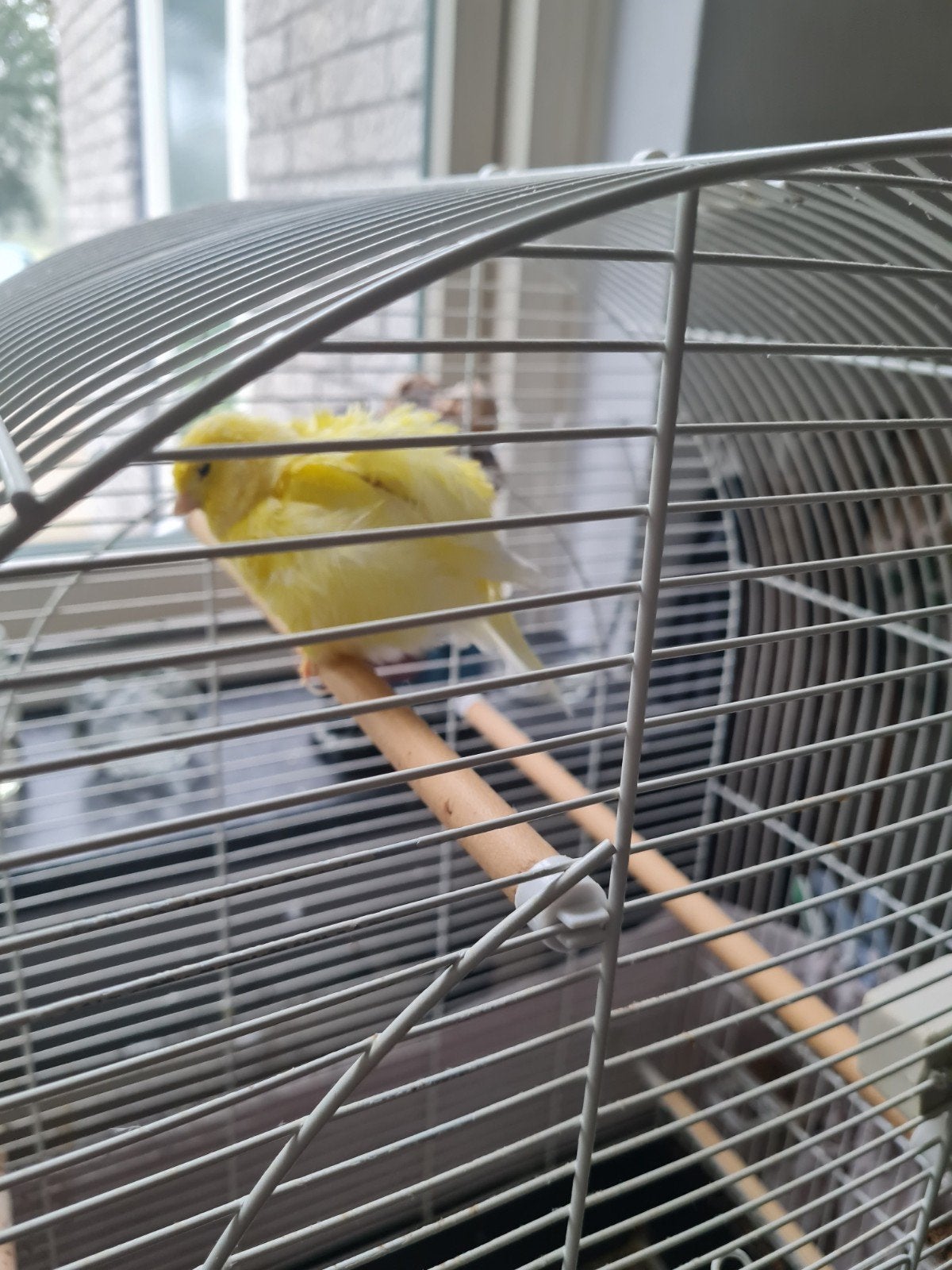 kanari met kooi, Dieren en Toebehoren, Mannelijk, Zangkanarie