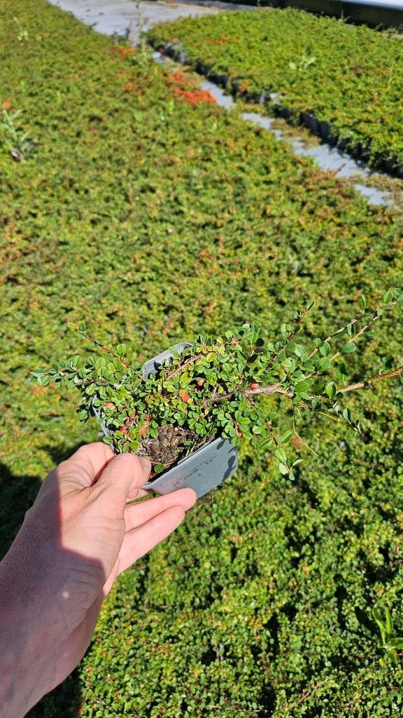 Cotoneaster Streibs findling - dwergmispel, Tuin en Terras, Bodembedekkers, Volle zon, Vaste plant, Ophalen of Verzenden