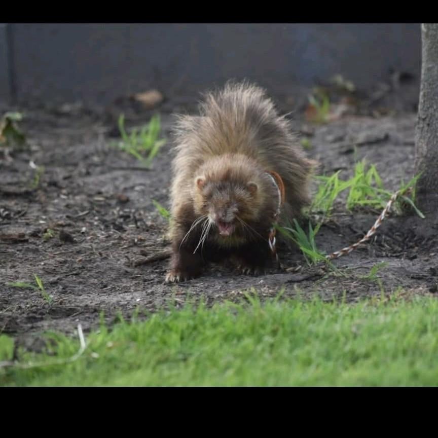 Dit knappe koppel verwacht binnenkort kindjes, Dieren en Toebehoren, April, Meerdere dieren