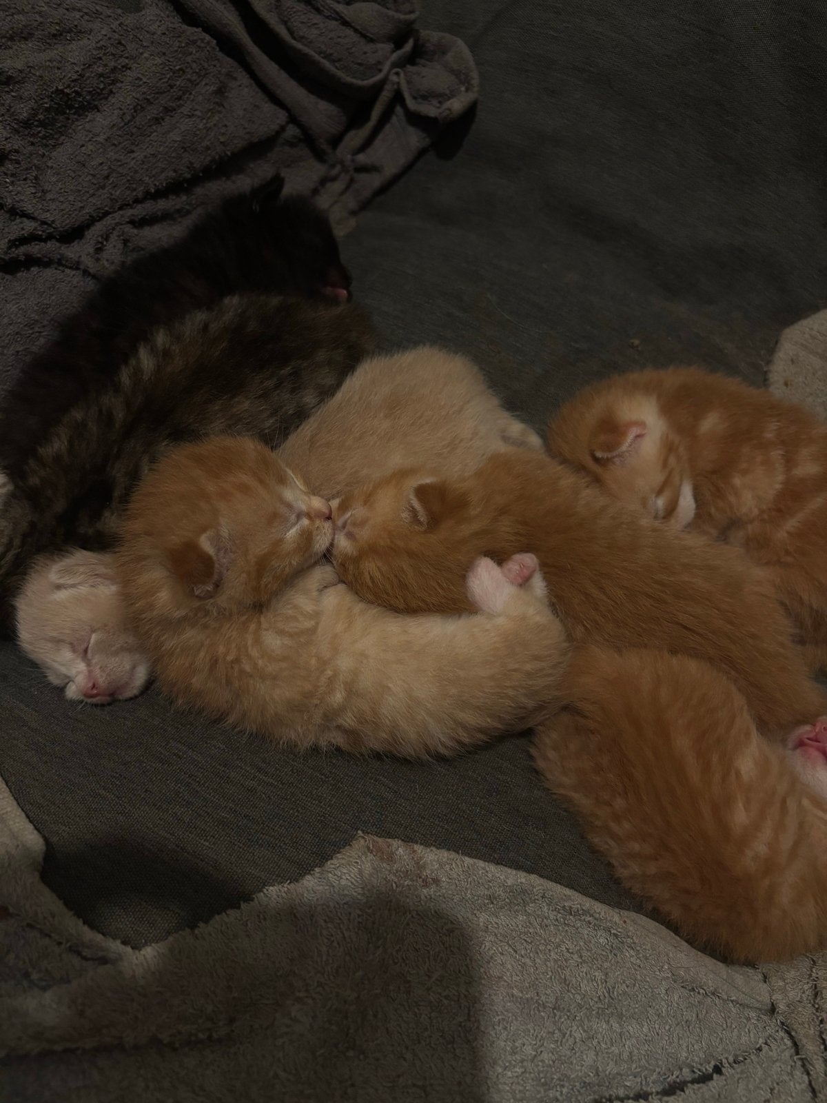 Boerderij kittens, Dieren en Toebehoren, Meerdere dieren, Kortharig, 0 tot 2 jaar
