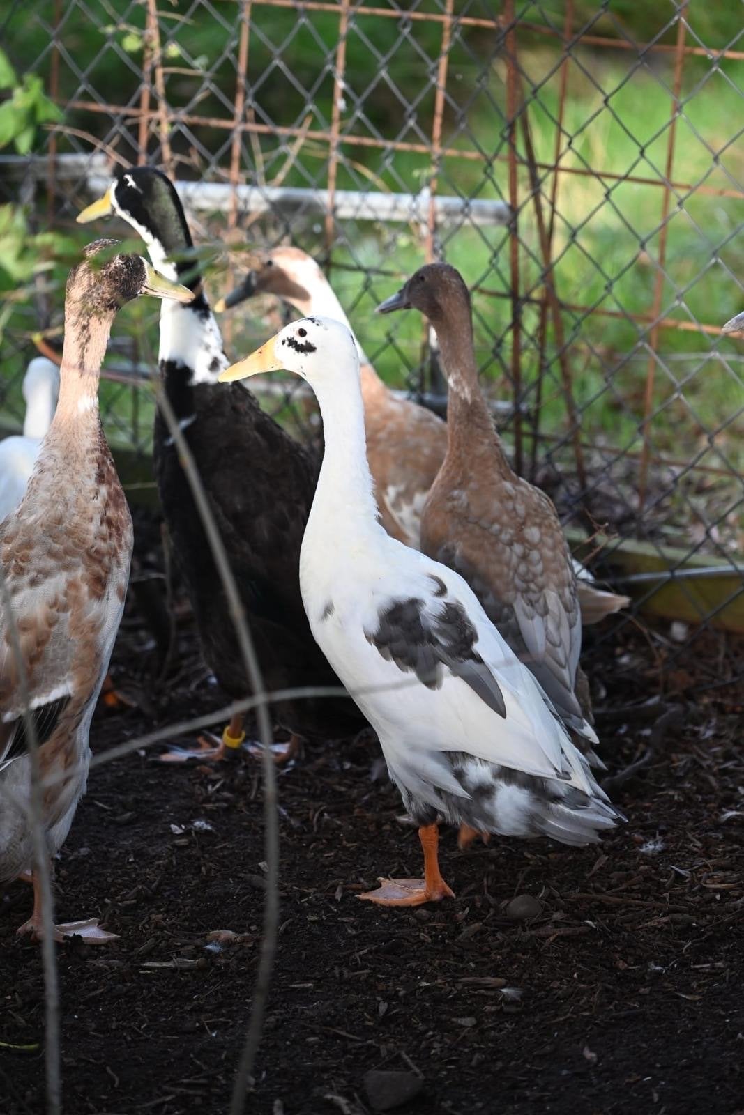 Gratis loopeenden, Dieren en Toebehoren, Mannelijk, Eend