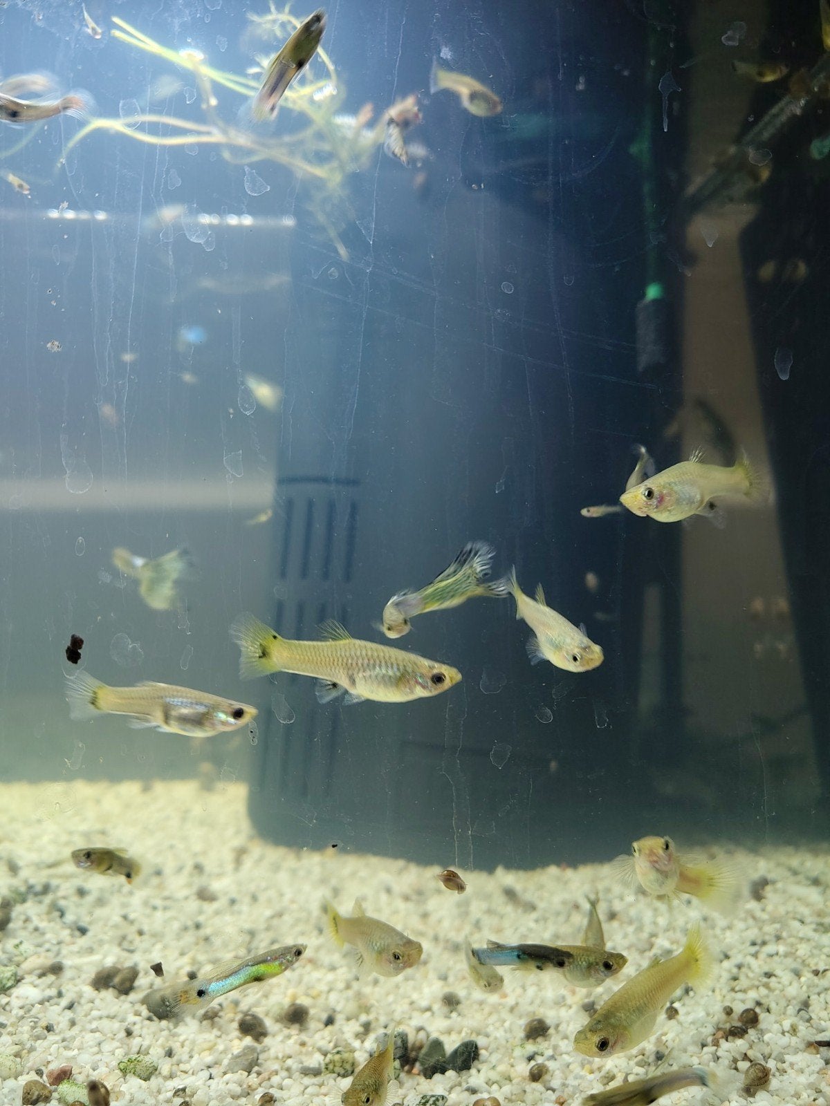 Mooie Guppies aangeboden, Dieren en Toebehoren, Vis