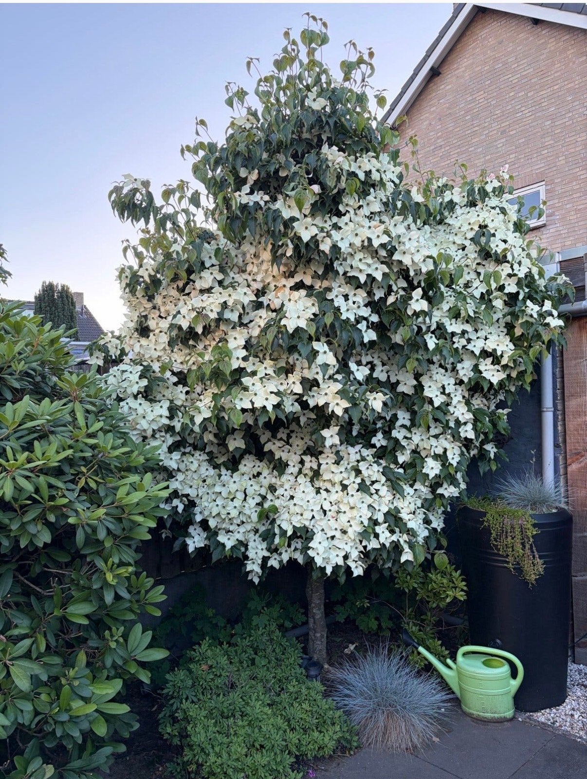 Prachtige bloeiende Cornus Kousa boom, Overige soorten, Lente, 250 tot 400 cm, Ophalen