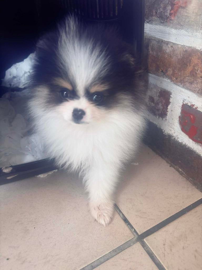Pomeranian, België, Particulier, 8 tot 15 weken, Eén hond