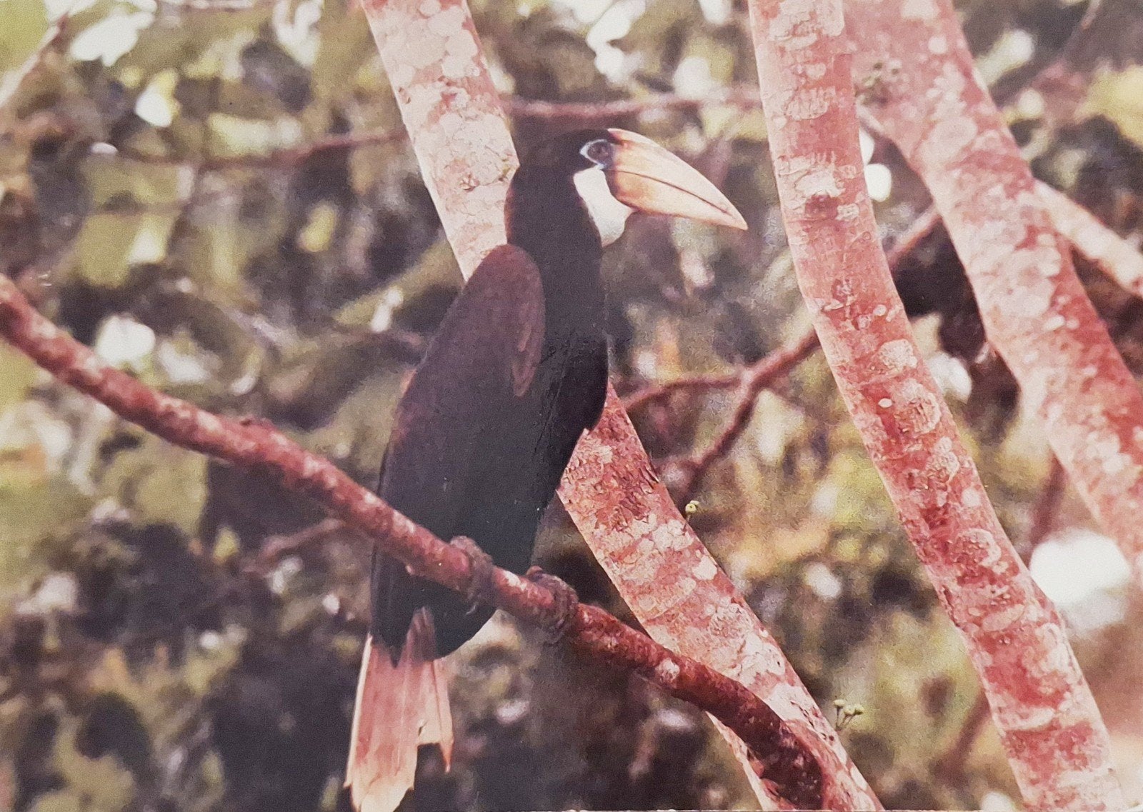 Dieren - Vogels - Jaarvogel, Ophalen of Verzenden, 1980 tot heden, Gelopen, Vogel