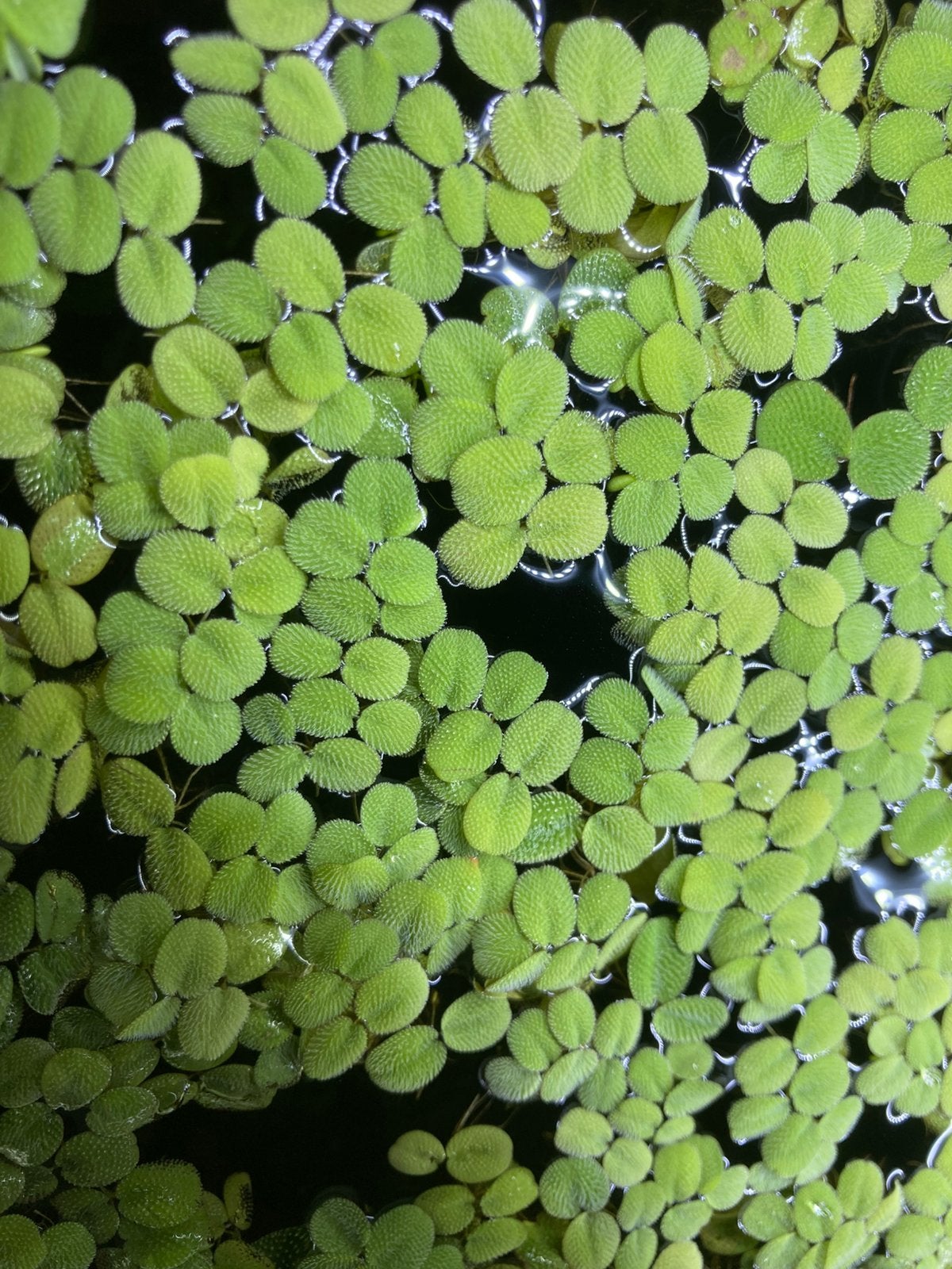 Aquarium plangt Salvi ia Minima, Ophalen, Inclusief planten, Zo goed als nieuw, Plant(en), Steen of Hout