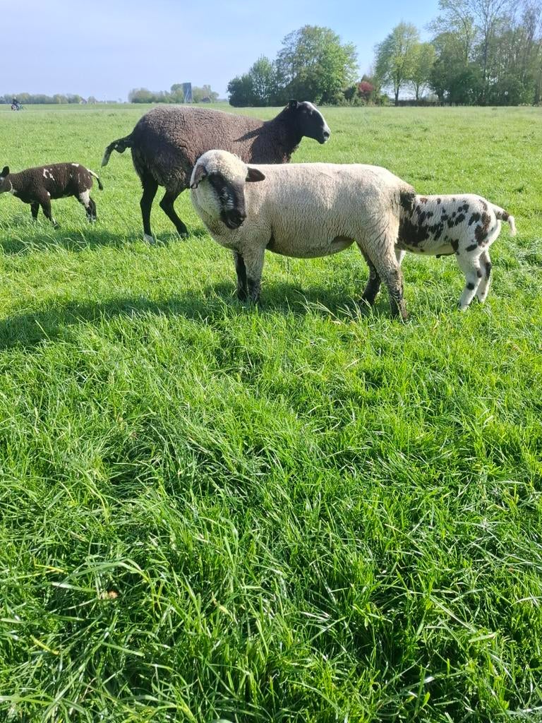Hampshire down ooi, Vrouwelijk, Schaap