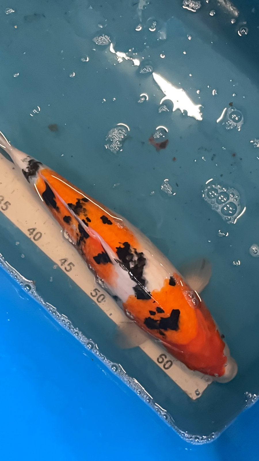 Zeer mooie sanke van 36 cm, Karper of Koi