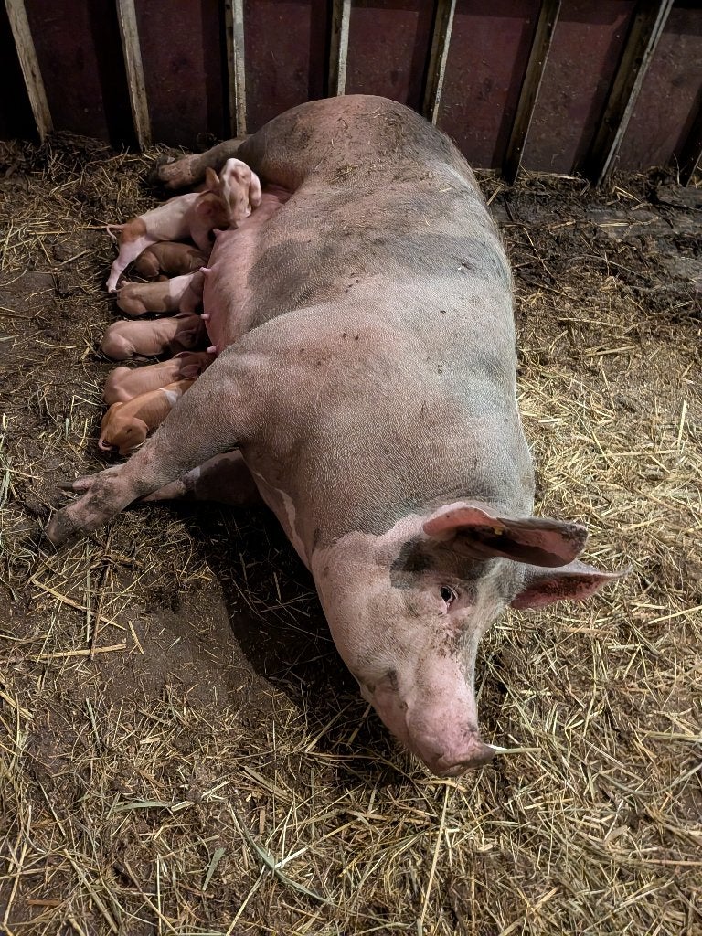 pitrain-husumer biggen €.100,-, Dieren en Toebehoren, Meerdere dieren, Varken, 0 tot 2 jaar