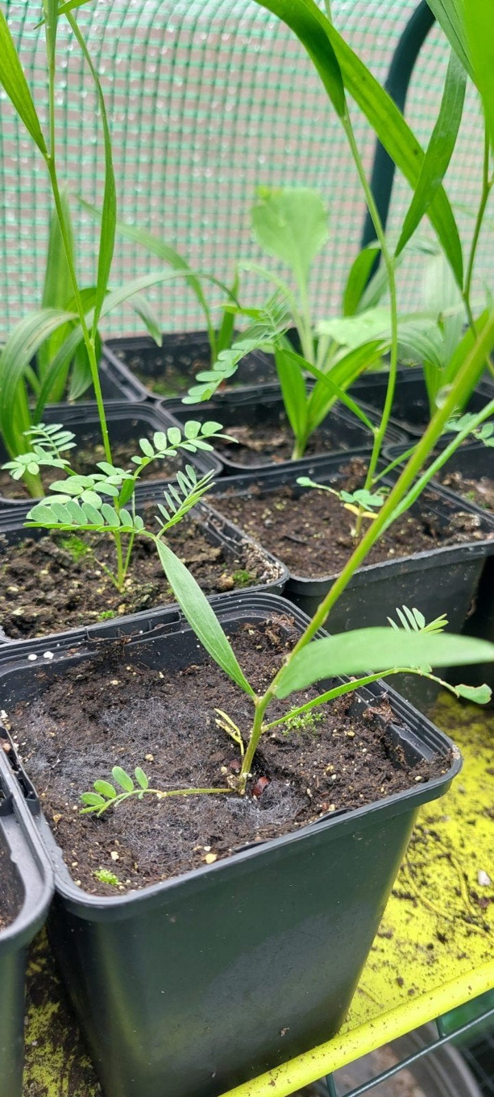 Acacia longifolia, Mimosa longifolia planten, Tuin en Terras, Planten | Bomen, Volle zon, Minder dan 100 cm, Zomer, Overige soorten
