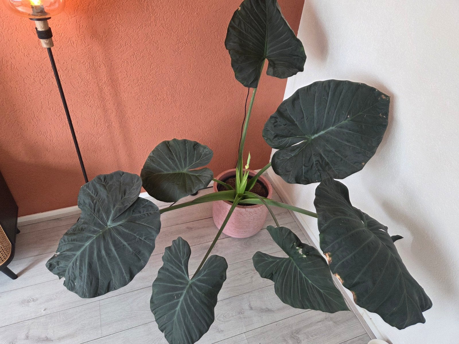 Grote Alocasia kamerplant met nieuwe bloem, Tuin en Terras, Vaste plant, Halfschaduw, Zomer, Ophalen