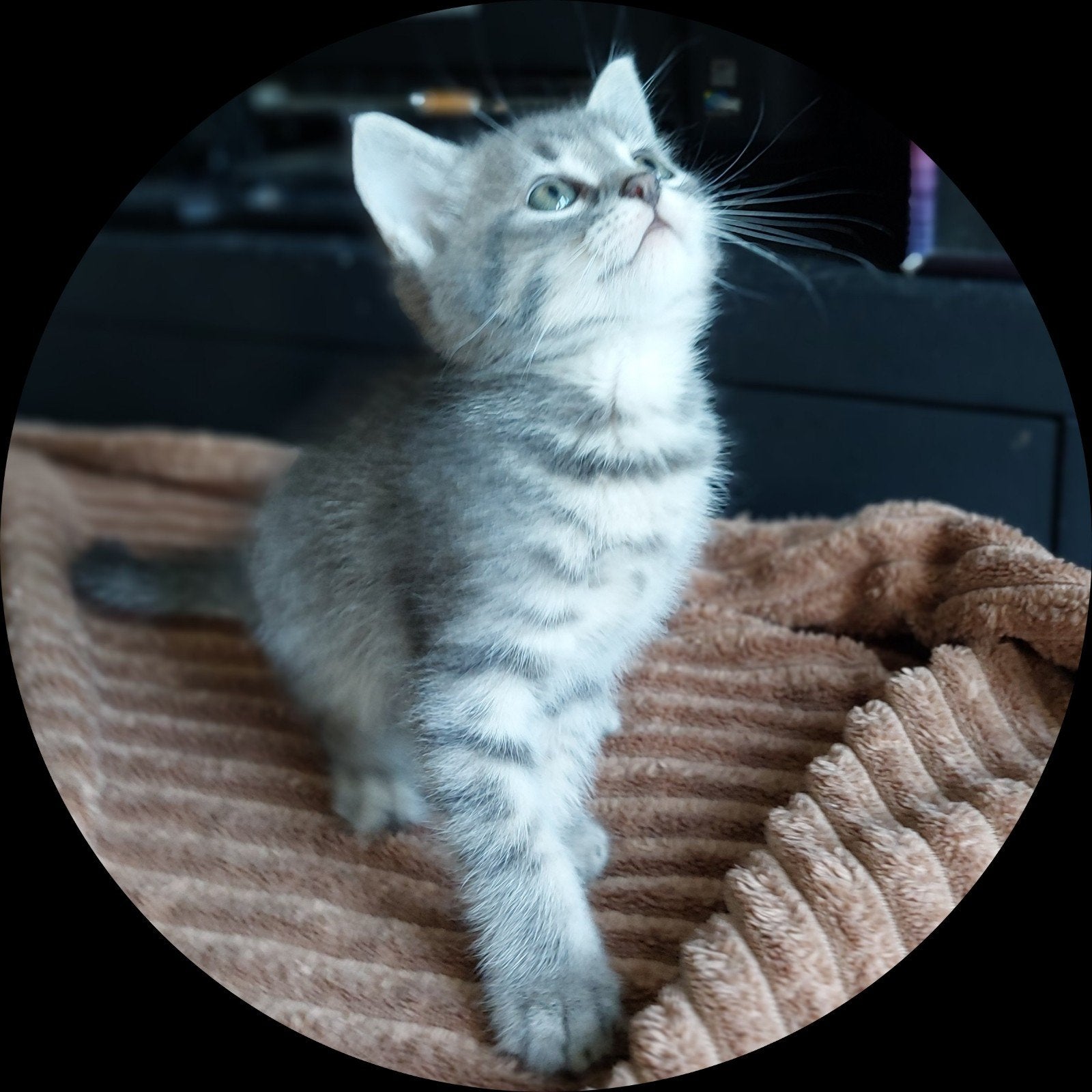 Kittens kruising Noorse Boskat/Britse korthaar Grijs/Cypers, Meerdere dieren, 0 tot 2 jaar