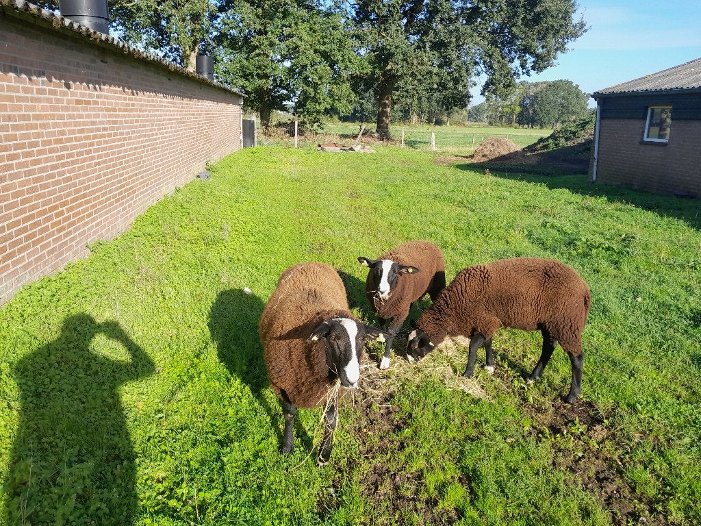 Zwartbles rammen, Mannelijk, Schaap
