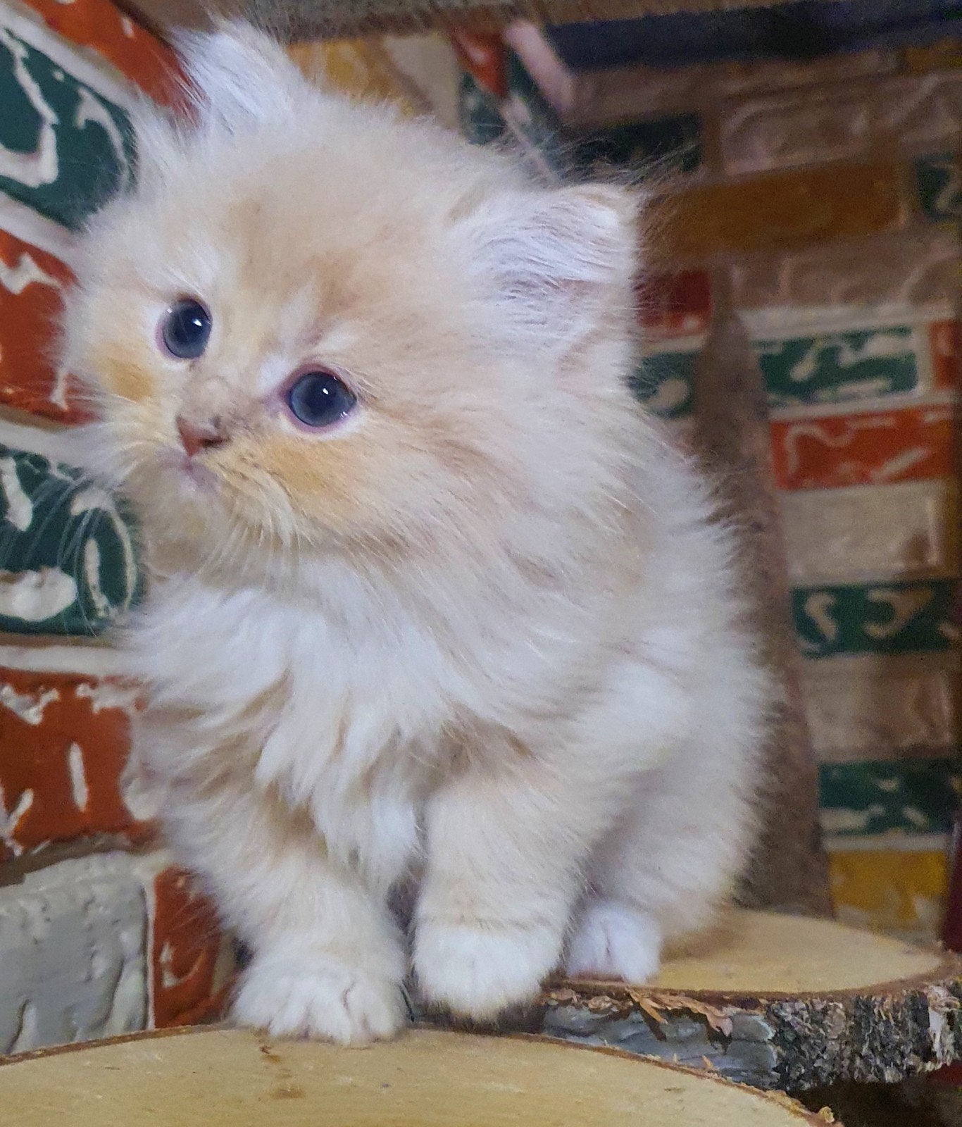 Ragdoll kittens, Kater, Ontwormd, 0 tot 2 jaar