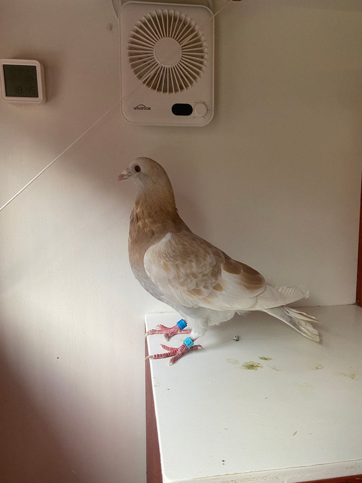 Sion isabel geel kras doffer  met stamboom de Scheemacker, Dieren en Toebehoren, Vogels | Duiven, Mannelijk, Kropper