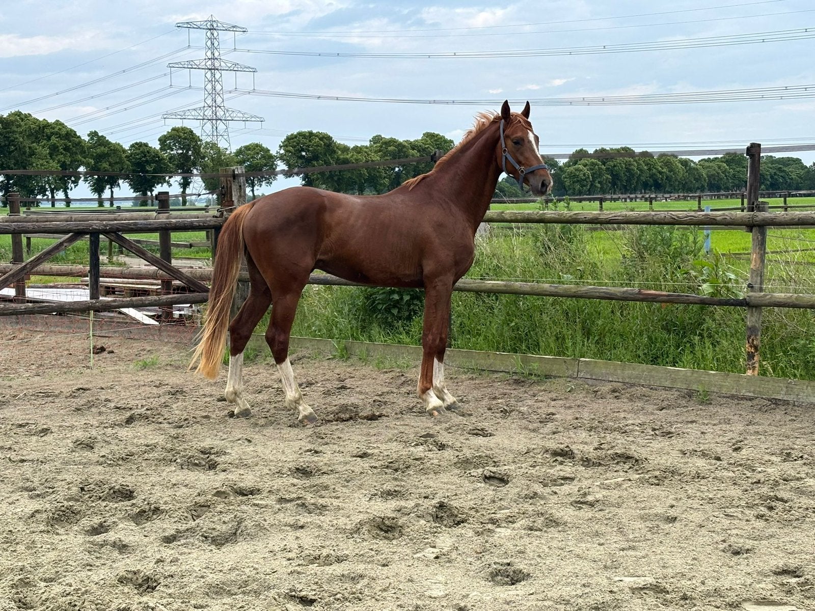 3 jr dressuur Ruin v. Bellany, Ruin, Dressuurpaard, 3 tot 6 jaar, Onbeleerd