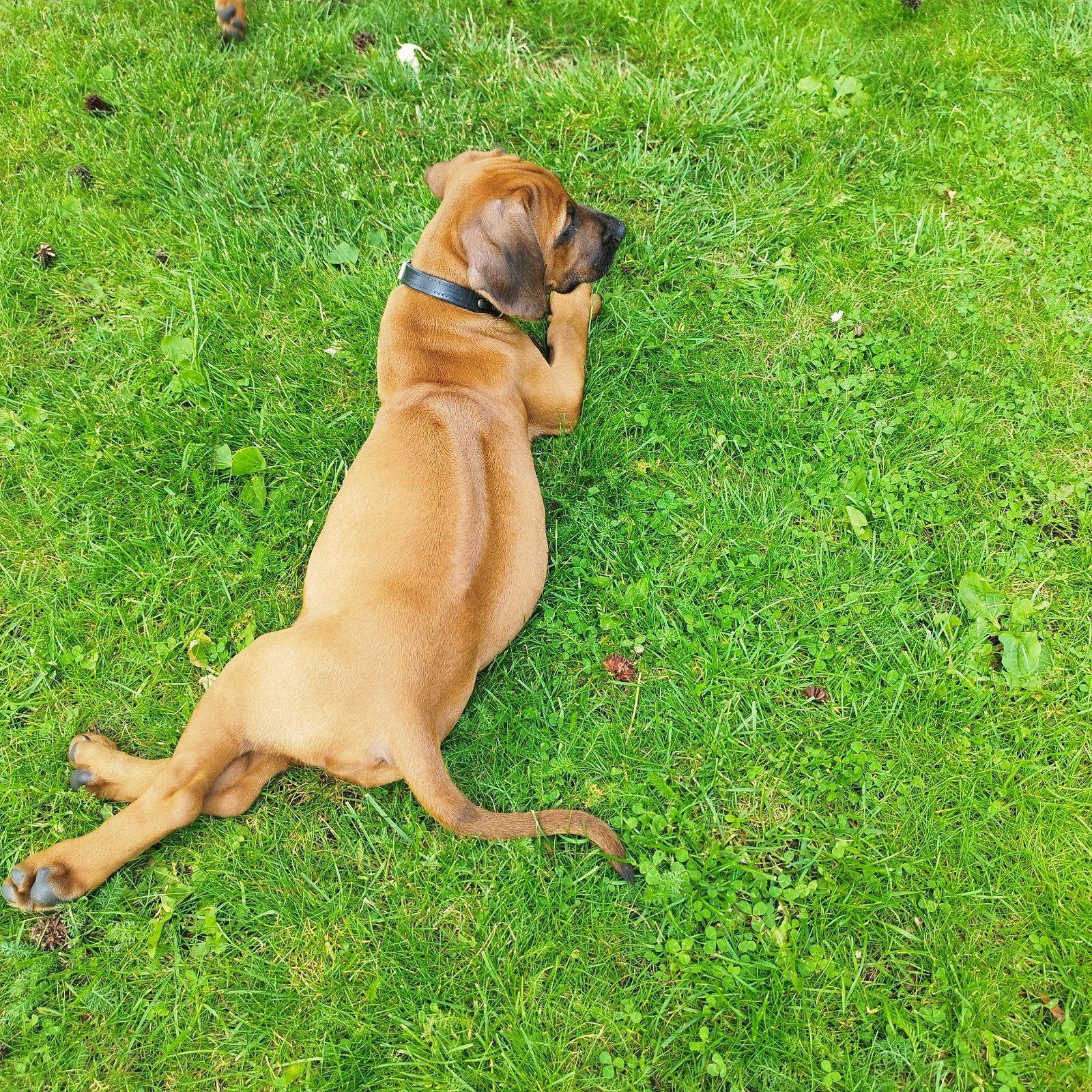 Rhodesian Ridgeback pups met STAMBOOM. !!SUPERMOOI REUTJE!!, Dieren en Toebehoren, Parvo, Overige rassen, 8 tot 15 weken, Meerdere
