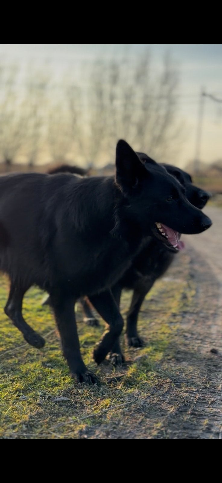 3 herder teefjes van 3 jaar zoeken nieuwe thuis, Particulier, Buitenland, Teef, Meerdere