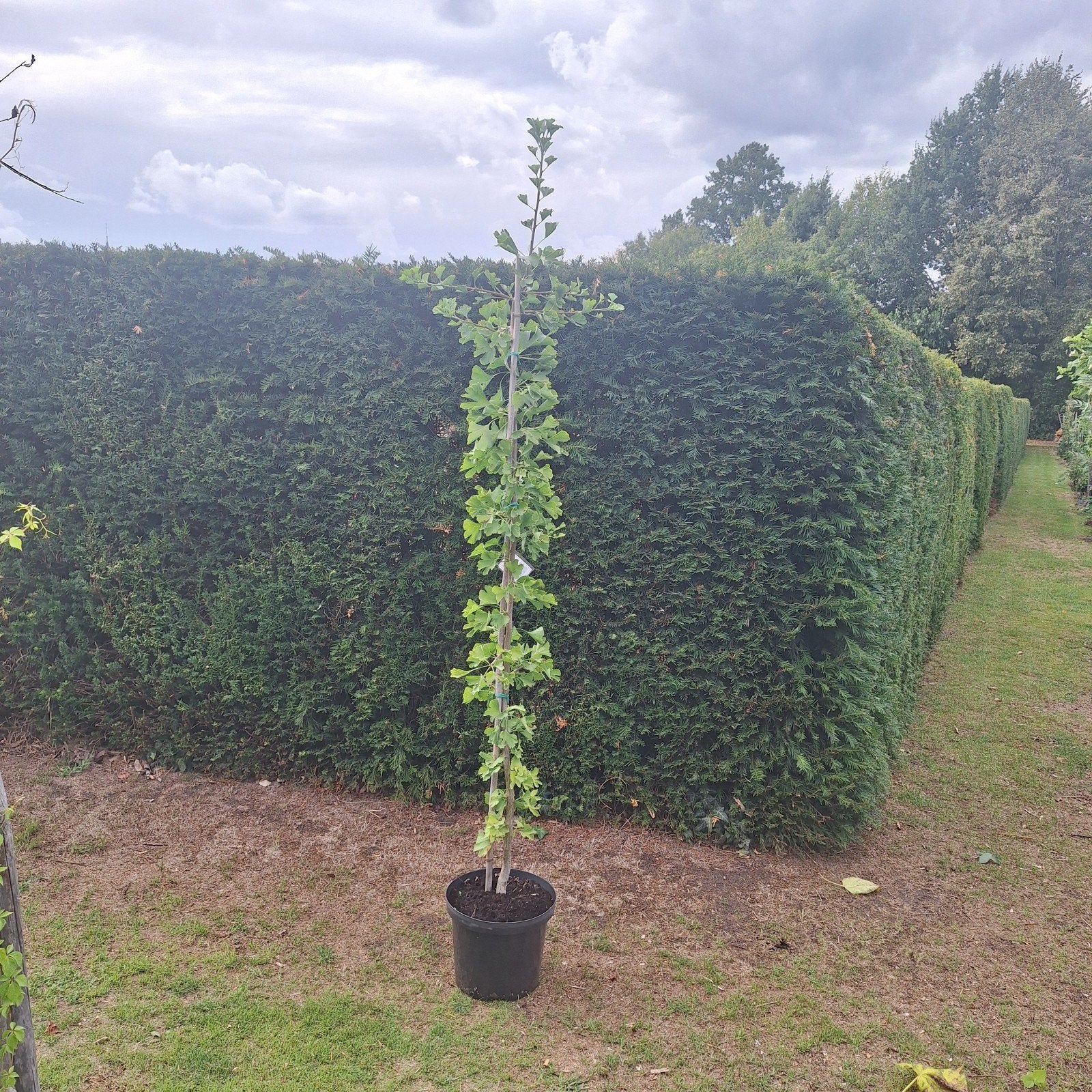 Ginkgo boom 180 cm - Japanse notenboom, Tuin en Terras, Planten | Bomen, Ophalen, Bloeit niet, Halfschaduw, Overige soorten