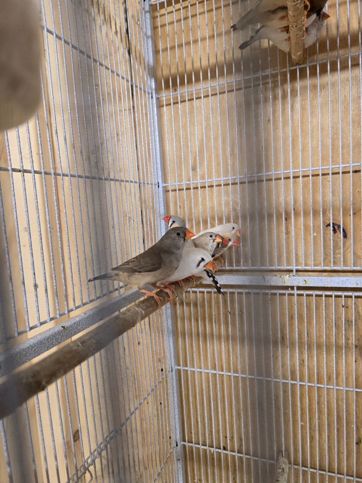 zebravinken, Dieren en Toebehoren, Vogels | Duiven, Meerdere dieren, Overige soorten