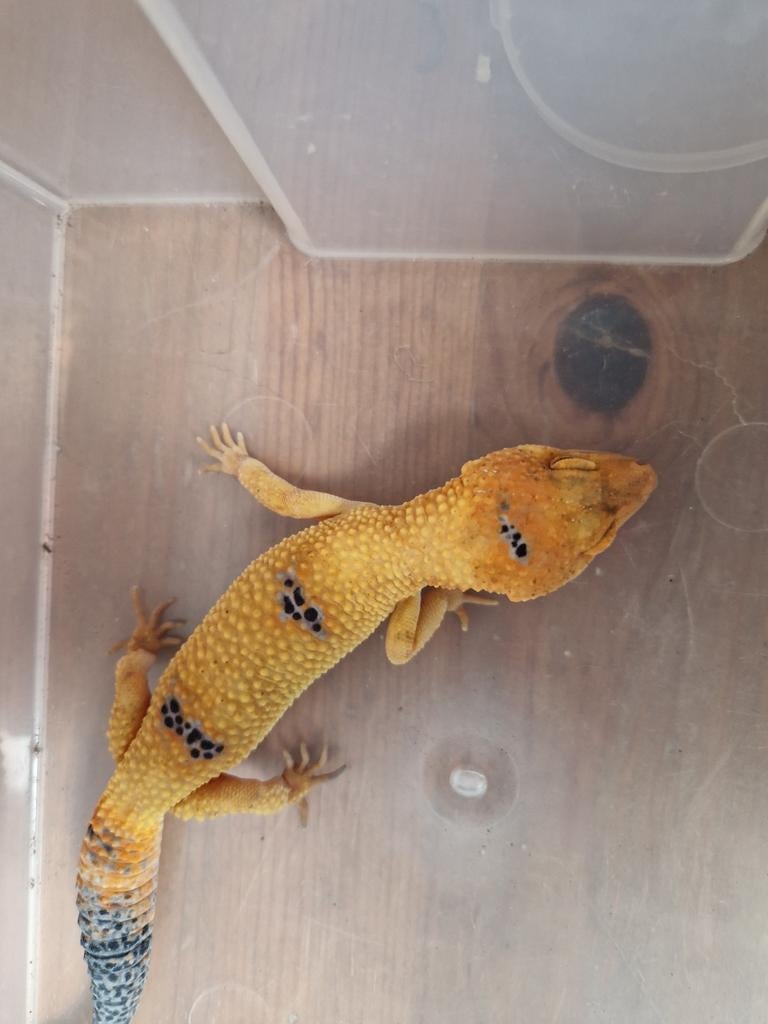 Eublepharis macularius man Leopard Gecko - male for sale from hofman