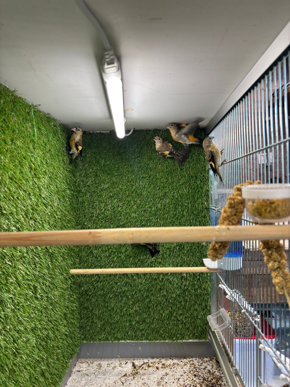 Putters 2026 5 stuks, Dieren en Toebehoren, Geslacht onbekend, Wildzangvogel, Geringd