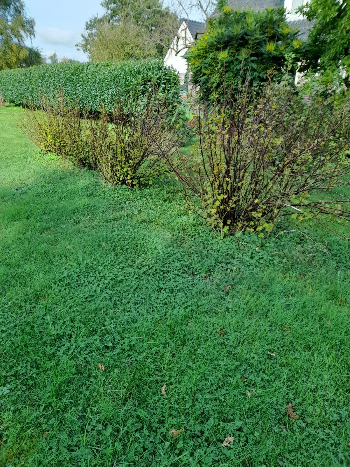 aalbes struiken, Ophalen, Overige soorten, Minder dan 100 cm