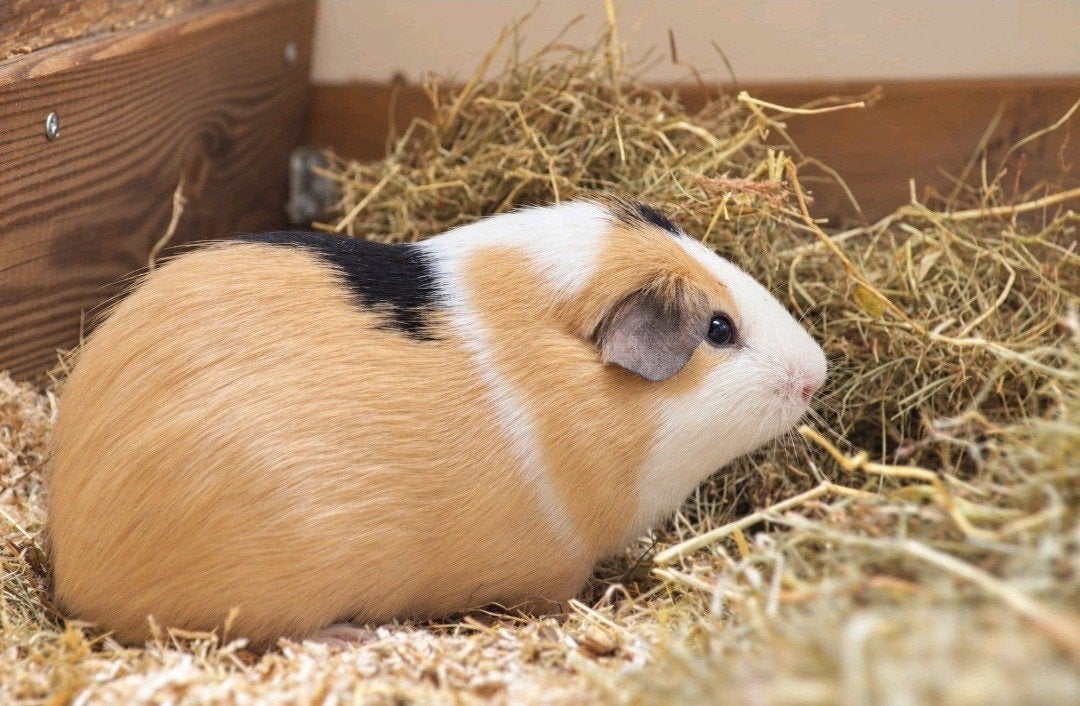 Lieve gladhaar cavia Henry e.v.t met kooi zoekt een thuis, Dieren en Toebehoren, Mannelijk, Tam, Maart, Cavia