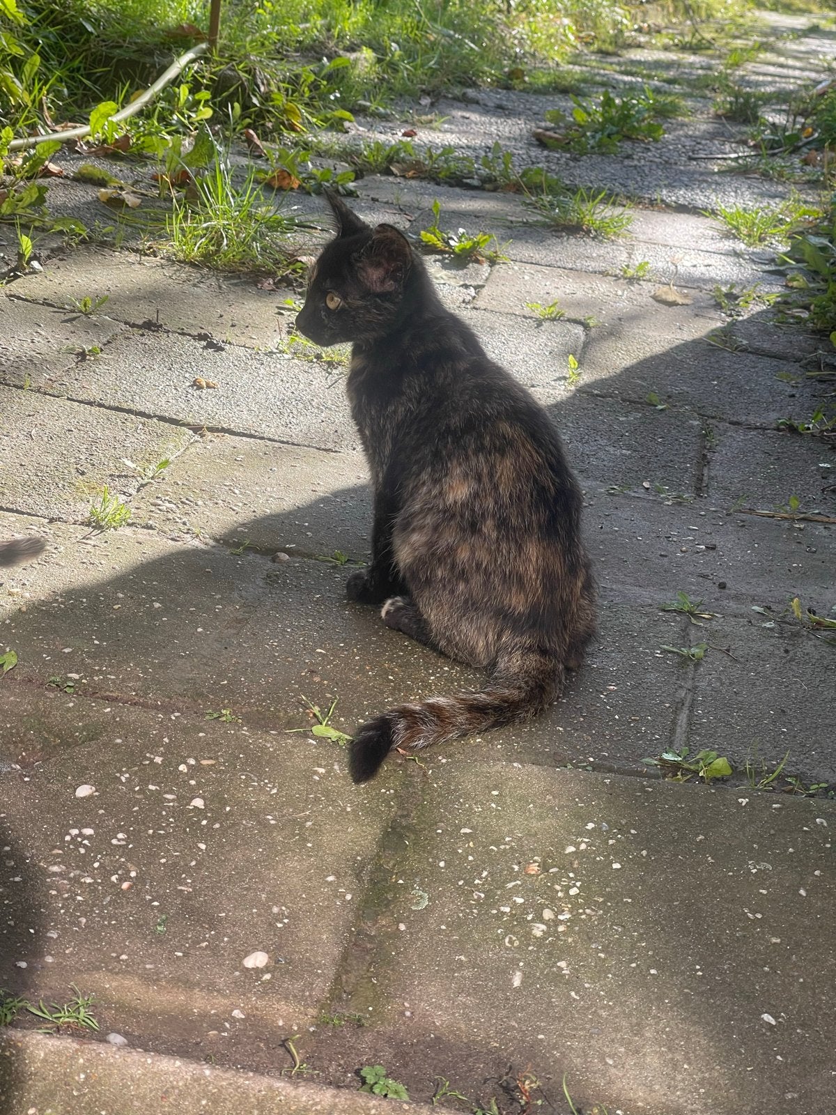 Kitten, Poes