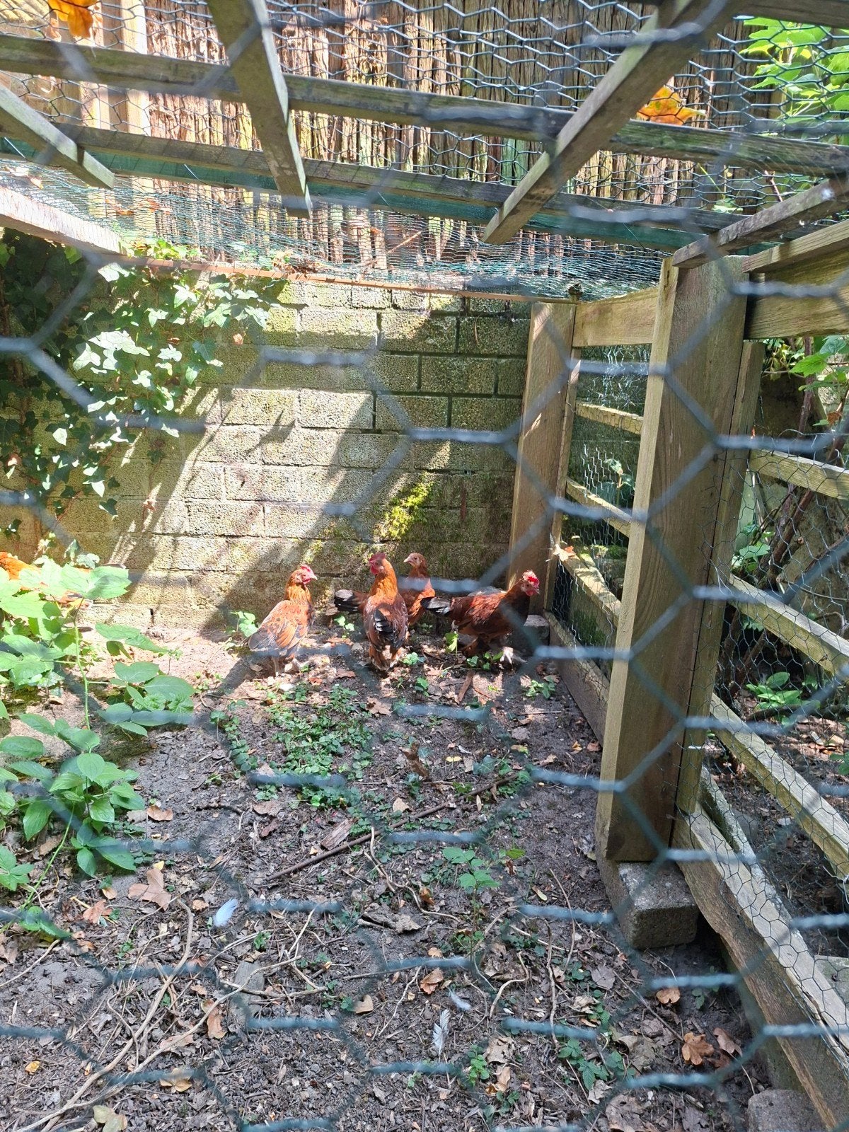 sabelpoot krielhaantjes, gratis, Dieren en Toebehoren, Pluimvee, Mannelijk, Kip