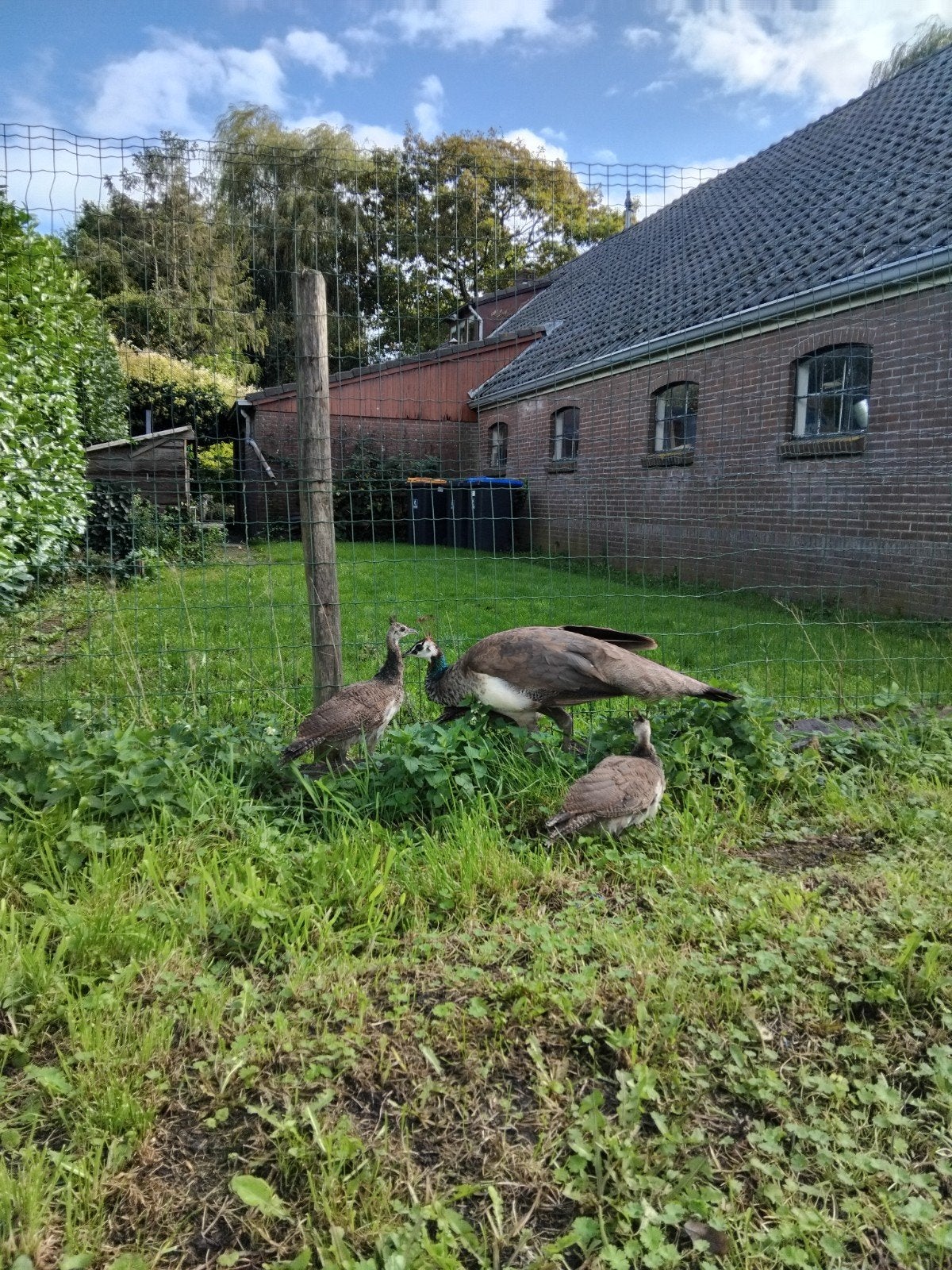 Te koop 3 jonge blauwe pauwen, Dieren en Toebehoren, Geslacht onbekend, Overige soorten