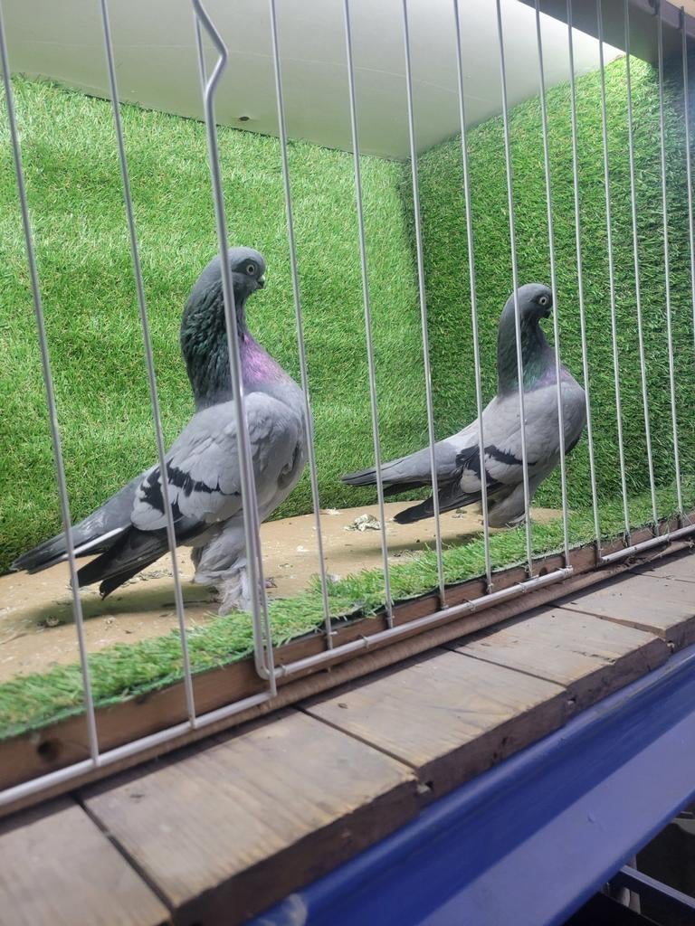 Berlingo sierduiven, Dieren en Toebehoren, Vogels | Duiven, Meerdere dieren, Overige soorten
