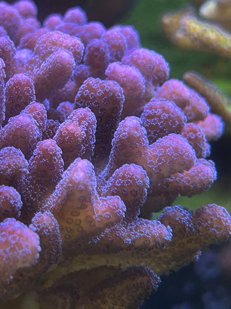 Stekken roze stylophora tonga, Dieren en Toebehoren, Vissen | Aquaria en Toebehoren, Ophalen, Zo goed als nieuw, Gevuld zeewateraquarium