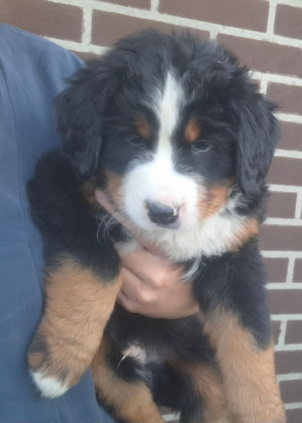 Berner Sennen pups, Meerdere, Meerdere dieren, Nederland, Particulier